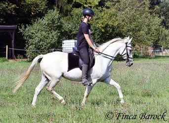 Hispano Araber, Stute, 7 Jahre, 150 cm, Schimmel