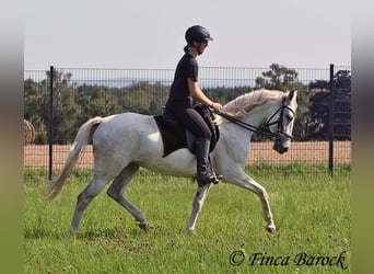 Hispano Araber, Stute, 7 Jahre, 150 cm, Schimmel