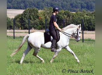 Hispano Araber, Stute, 7 Jahre, 150 cm, Schimmel
