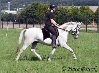 Hispano Araber, Stute, 7 Jahre, 150 cm, Schimmel