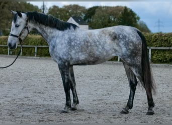 Hispano Araber, Stute, 7 Jahre, 153 cm, Schimmel
