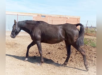 Hispano Araber, Stute, 7 Jahre, 163 cm, Rappe