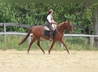 Hispano Araber, Stute, 8 Jahre, 155 cm, Fuchs