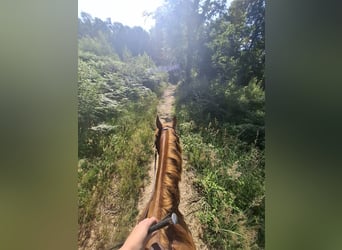 Hispano Araber, Stute, 8 Jahre, 157 cm, Fuchs