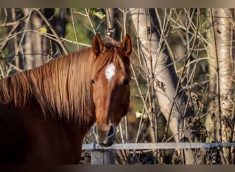 Hispano Araber, Stute, 8 Jahre, 159 cm, Fuchs