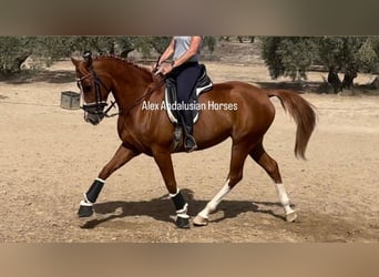 Hispano Araber, Stute, 8 Jahre, 162 cm, Fuchs