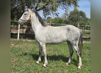 Hispano Araber, Stute, 9 Jahre, 151 cm, Schimmel
