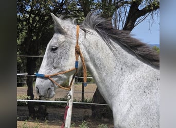 Hispano Araber, Stute, 9 Jahre, 151 cm, Schimmel