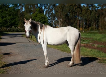 Hispano Araber, Stute, 9 Jahre, 163 cm, Schimmel