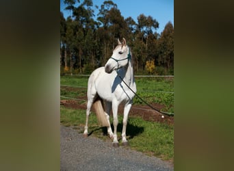Hispano Araber, Stute, 9 Jahre, 163 cm, Schimmel