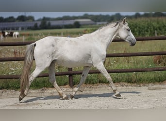 Hispano Araber, Stute, 9 Jahre, 163 cm, Schimmel