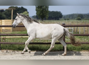 Hispano Araber, Stute, 9 Jahre, 163 cm, Schimmel
