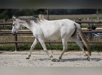 Hispano Araber, Stute, 9 Jahre, 163 cm, Schimmel