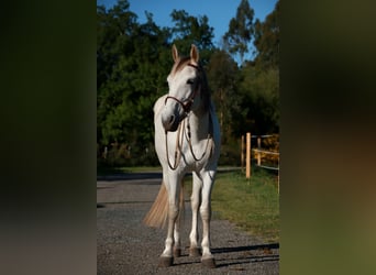 Hispano Araber, Stute, 9 Jahre, 163 cm, Schimmel