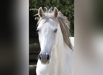 Hispano Araber, Stute, 9 Jahre, 163 cm, Schimmel