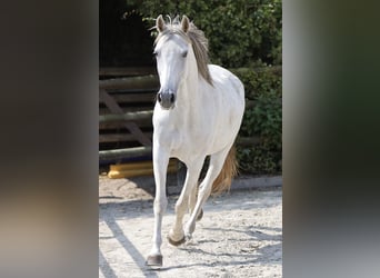 Hispano Araber, Stute, 9 Jahre, 163 cm, Schimmel