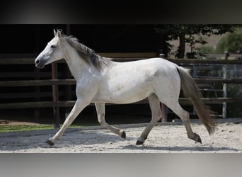 Hispano Araber, Stute, 9 Jahre, 163 cm, Schimmel