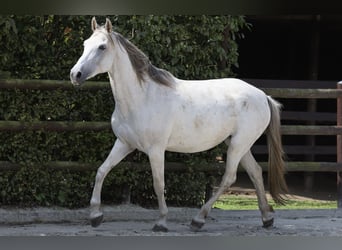 Hispano Araber, Stute, 9 Jahre, 163 cm, Schimmel