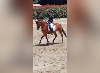 Hispano Araber Mix, Wallach, 10 Jahre, 158 cm, Brauner