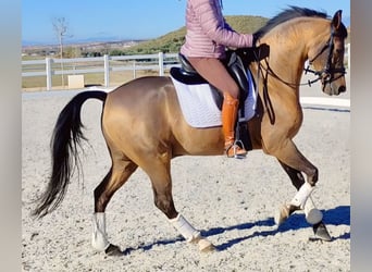 Hispano Araber, Wallach, 10 Jahre, 159 cm, Brauner