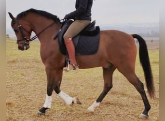 Hispano Araber, Wallach, 11 Jahre, 159 cm, Brauner