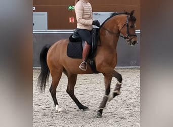 Hispano Araber, Wallach, 11 Jahre, 159 cm, Brauner