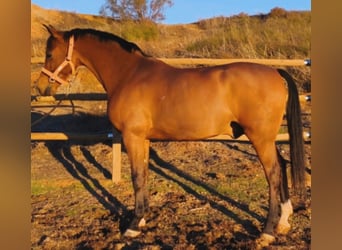 Hispano Araber, Wallach, 11 Jahre, 159 cm, Brauner