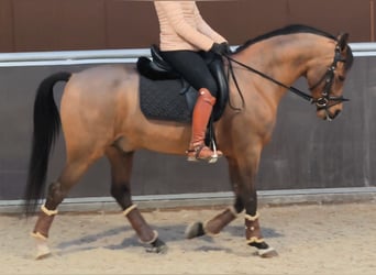 Hispano Araber, Wallach, 11 Jahre, 159 cm