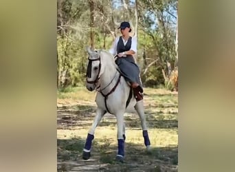 Hispano Araber, Wallach, 11 Jahre, 159 cm, Schimmel