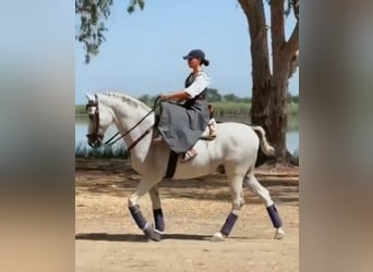 Hispano Araber, Wallach, 11 Jahre, 159 cm, Schimmel