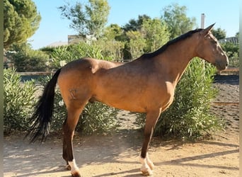 Hispano Araber Mix, Wallach, 11 Jahre, 163 cm, Buckskin