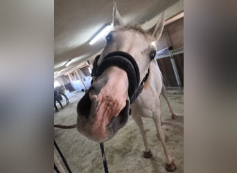 Hispano Araber Mix, Wallach, 15 Jahre, 160 cm, Schimmel