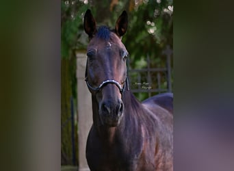 Hispano Araber, Wallach, 20 Jahre, Dunkelbrauner