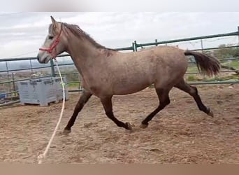 Hispano Araber, Wallach, 3 Jahre, 137 cm, Fuchs