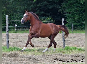 Hispano Araber, Wallach, 3 Jahre, 155 cm, Fuchs