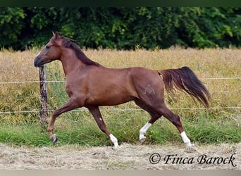 Hispano Araber, Wallach, 3 Jahre, 155 cm, Fuchs