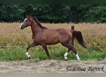 Hispano Araber, Wallach, 3 Jahre, 155 cm, Fuchs