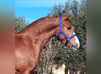 Hispano Araber, Wallach, 3 Jahre, 155 cm, Fuchs