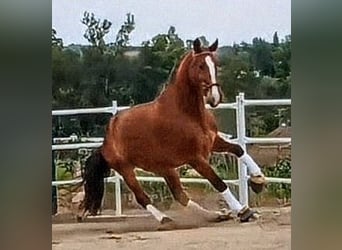 Hispano Araber, Wallach, 3 Jahre, 156 cm, Brauner