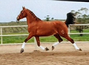 Hispano Araber, Wallach, 3 Jahre, 156 cm, Brauner
