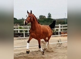 Hispano Araber, Wallach, 3 Jahre, 156 cm, Brauner