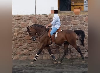 Hispano Araber, Wallach, 3 Jahre, 158 cm, Brauner
