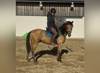 Hispano Araber, Wallach, 4 Jahre, 150 cm, Buckskin