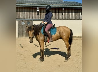 Hispano Araber, Wallach, 4 Jahre, 150 cm, Buckskin