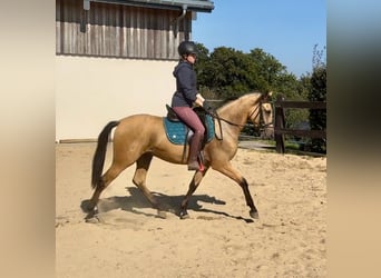 Hispano Araber, Wallach, 4 Jahre, 150 cm, Buckskin