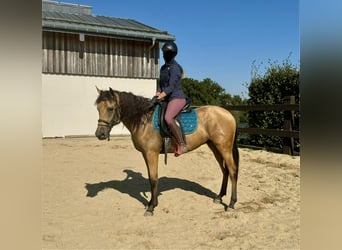 Hispano Araber, Wallach, 4 Jahre, 150 cm, Buckskin