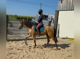 Hispano Araber, Wallach, 4 Jahre, 152 cm, Buckskin