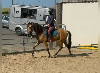 Hispano Araber, Wallach, 4 Jahre, 152 cm, Buckskin