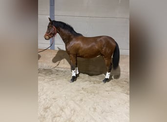 Hispano Araber, Wallach, 4 Jahre, 155 cm, Brauner