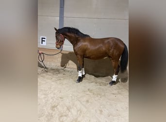 Hispano Araber, Wallach, 4 Jahre, 155 cm, Brauner